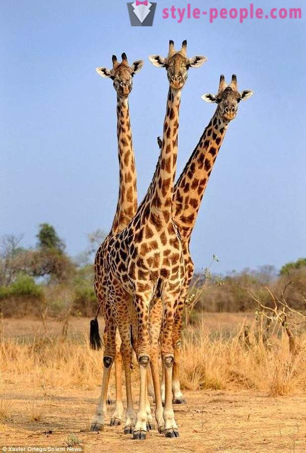 V Zambii je trojhlavý žirafa zasáhl výstřel