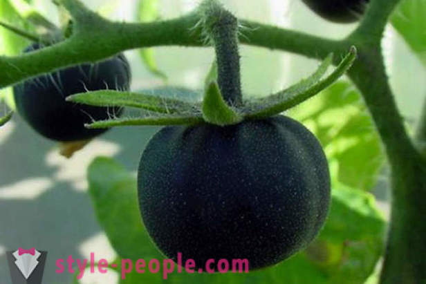 Neobvyklý stupeň černá rajčata