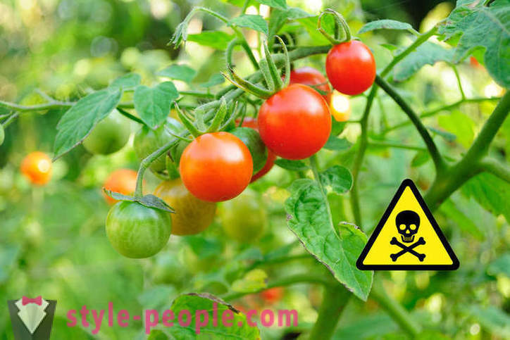 To je škodlivé jíst rajčata?
