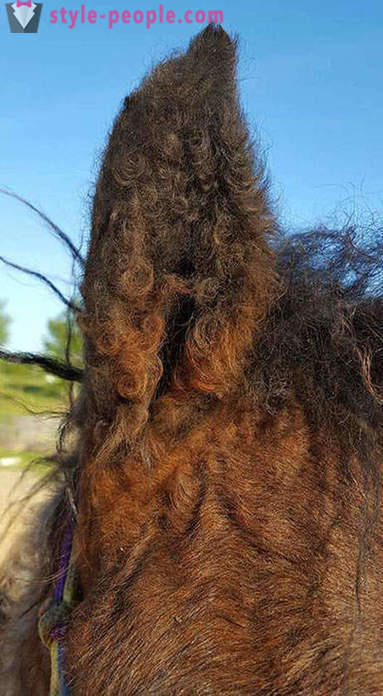 Curly Horse - skutečný zázrak přírody