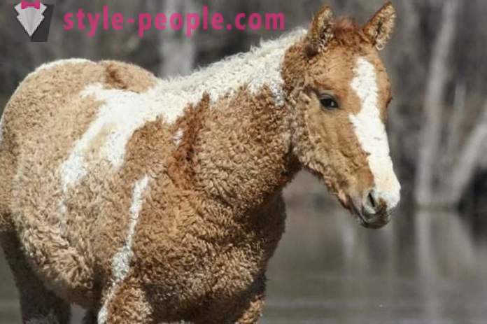 Curly Horse - skutečný zázrak přírody