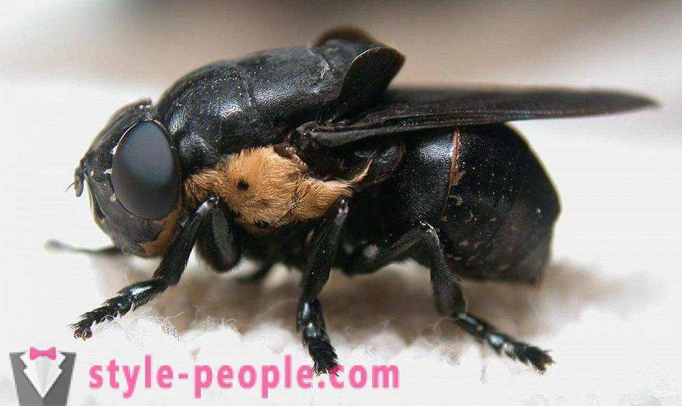 Nejnebezpečnější hmyz na naší planetě