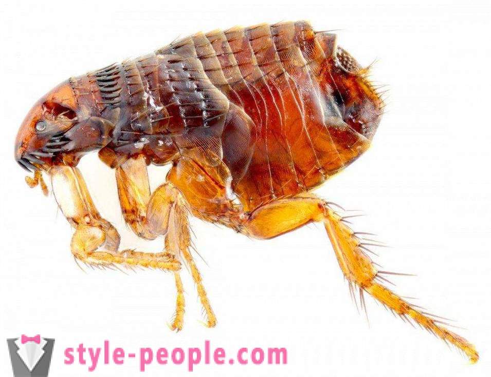 Nejnebezpečnější hmyz na naší planetě