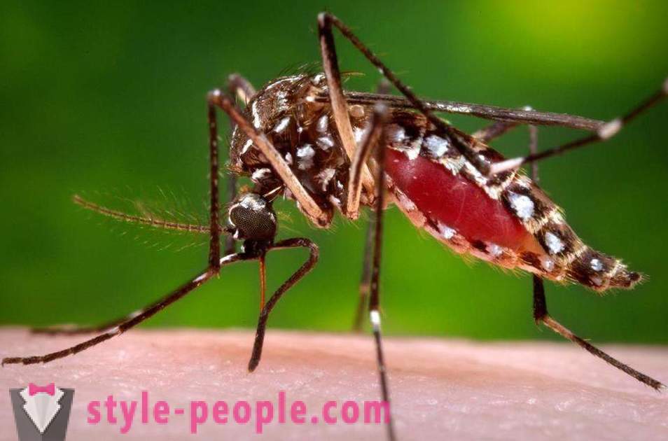 Bill Gates má přidělené miliony dolarů vytvořit komár vrah