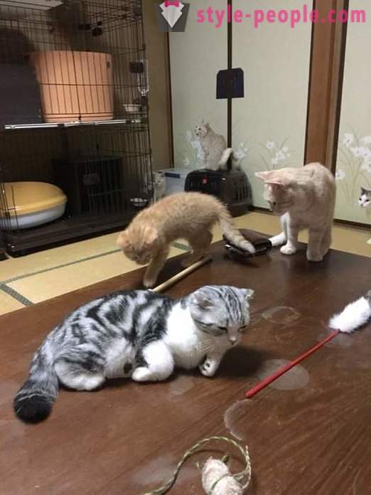 Japonský hotel, kde si můžete vzít kočku k pronájmu
