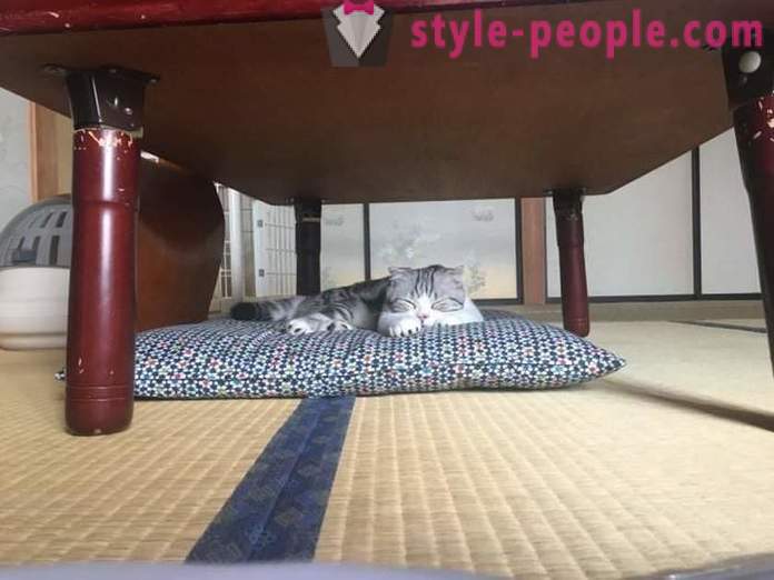 Japonský hotel, kde si můžete vzít kočku k pronájmu