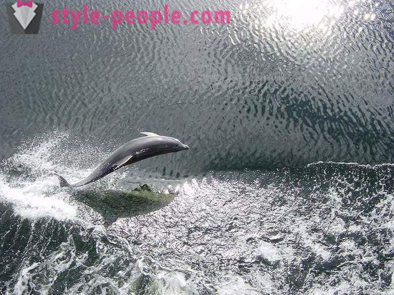 Amazing o delfínech