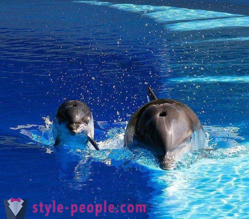 Amazing o delfínech