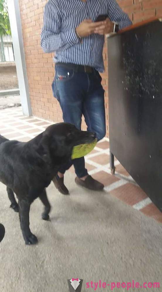 Pes se naučil kupovat jídlo pro své vlastní měně