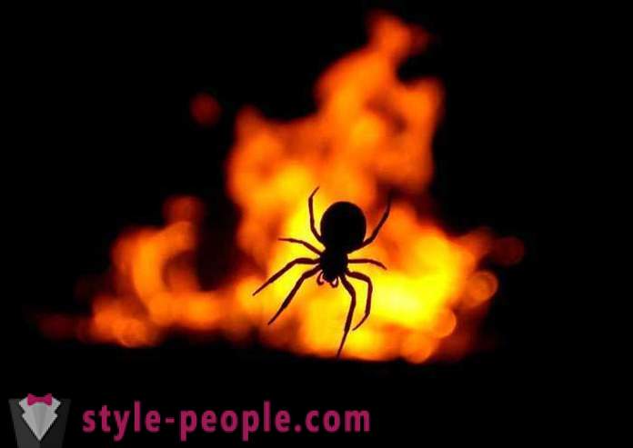 „Pane, burn out!“ Nebo příběhy o lidech, kteří málem upálil zaživa, kteří se snaží zabít málo pěkný malý pavouk