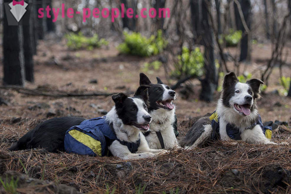 Psi pomáhají obnovit chilské lesy