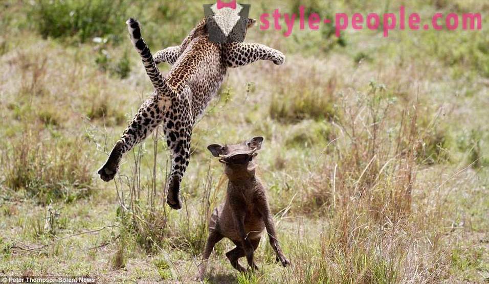 Lov Virtuosi: Flying Leopard