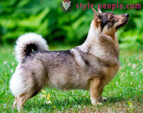 17 roztomilé plemen psů, které jste nikdy neslyšeli
