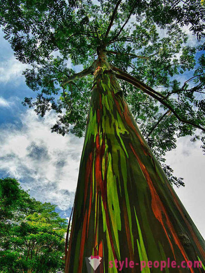 Mezi nejpůsobivější stromů na světě