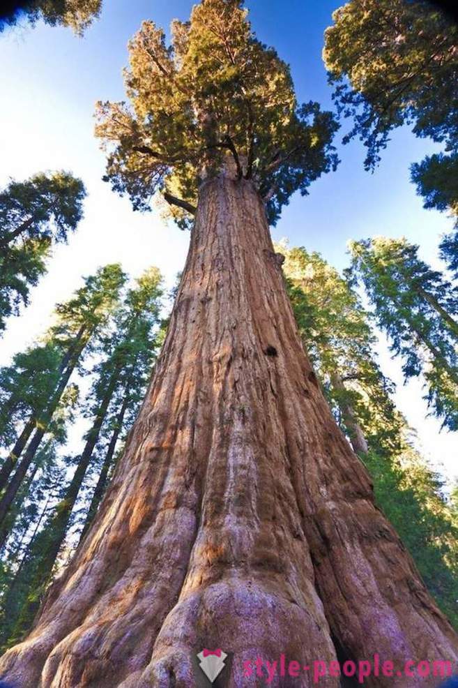 Mezi nejpůsobivější stromů na světě