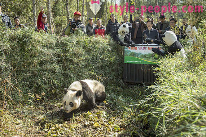 Jak pěstovat obří pandy v Sichuan