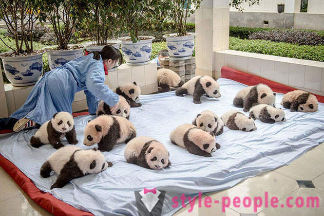 Jak pěstovat obří pandy v Sichuan