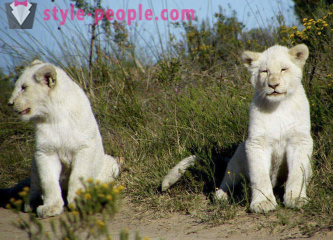 Procházka ve společnosti bílých lvů