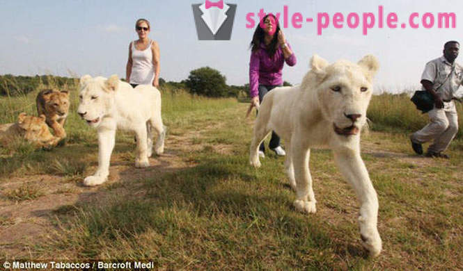 Procházka ve společnosti bílých lvů