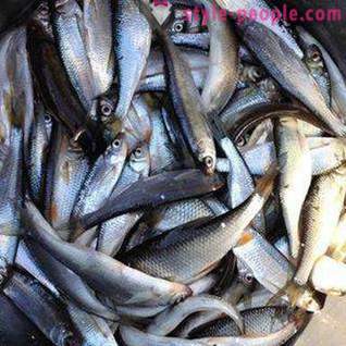 Rybaření na Pakhra: fotografie a recenze. rybářské spoty