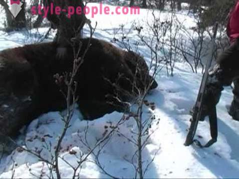 Medvěd lovu v zimě. Lov lední medvědi