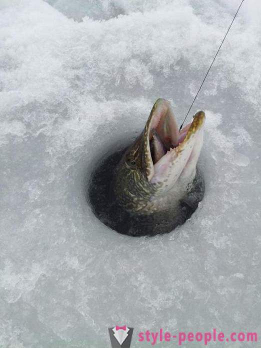 Pike rybaření na zherlitsy zimě. Štika rybolov v zimě trolling